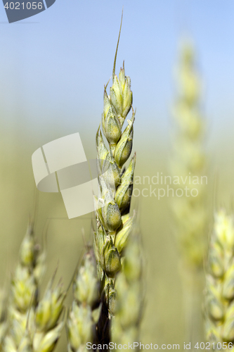 Image of immature grass sky