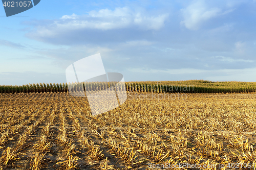 Image of mature corn crop