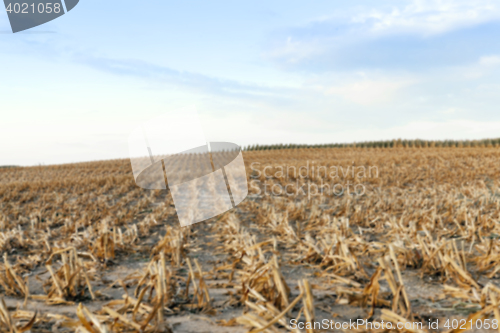 Image of harvesting corn, defocus