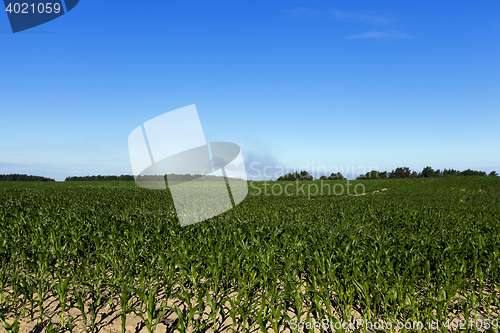 Image of Field with corn