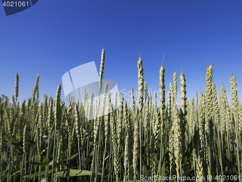 Image of immature grass sky