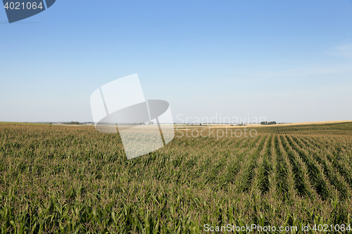Image of corn field, agriculture