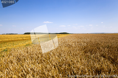 Image of agricultural field, cereals