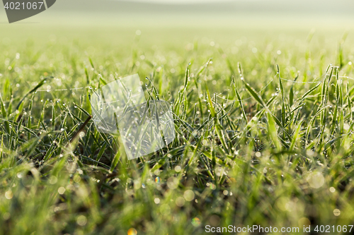 Image of young grass plants, close-up