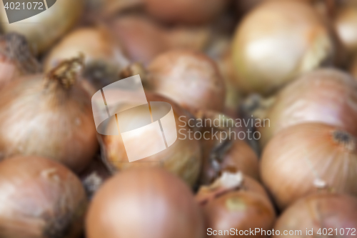 Image of onion harvest photographed