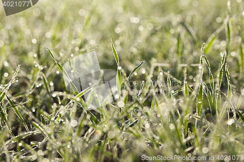 Image of young grass plants, close-up