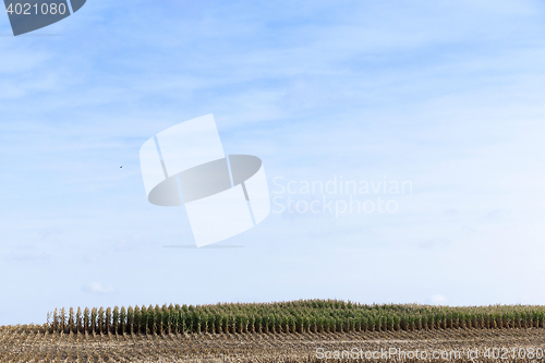 Image of harvested mature corn