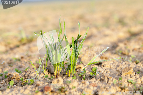 Image of young grass plants, close-up