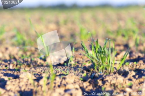 Image of young grass plants, close-up