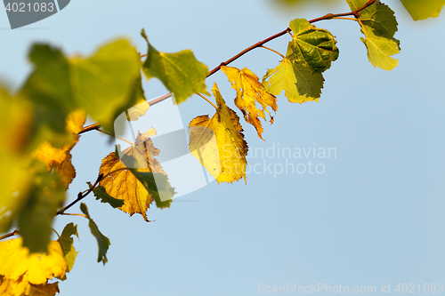 Image of yellowing leaves on the trees