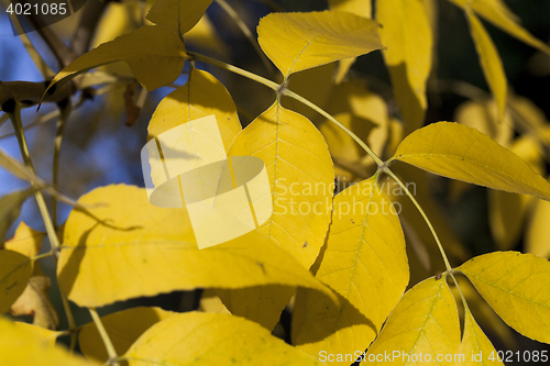 Image of yellowed maple leaves