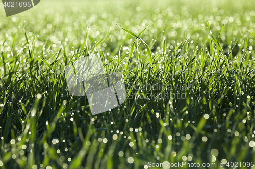 Image of young grass plants, close-up