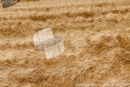 Image of destroyed by the storm wheat