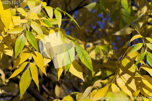 Image of autumn in the park