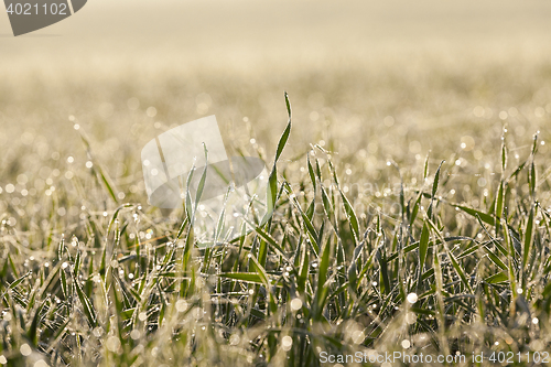 Image of young grass plants, close-up