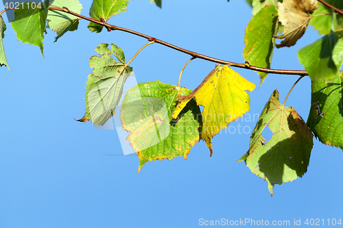 Image of yellowing foliage linden