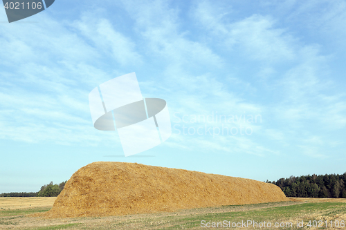 Image of stack of straw in the field