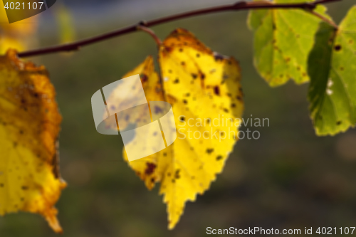 Image of autumn in the park