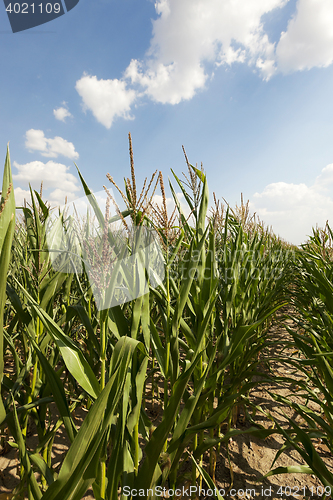 Image of Field with corn