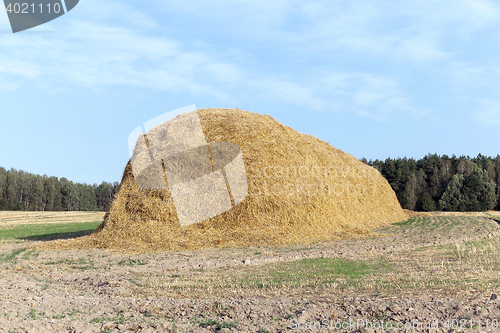 Image of stack of straw in the field