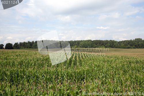 Image of Corn field, summer