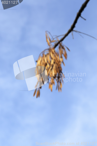 Image of autumn in the park