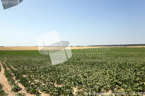 Image of field with beetroot