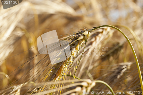 Image of Field of cereal in the summer