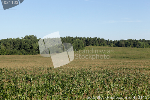 Image of Corn field, summer