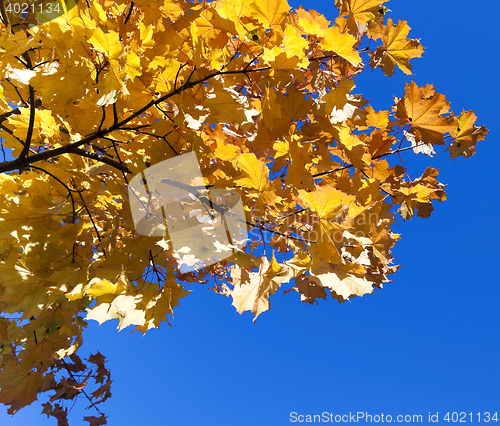 Image of leaves on trees, autumn