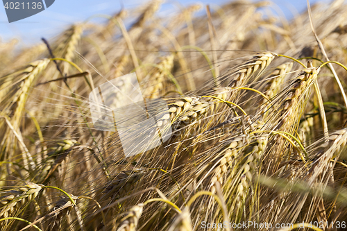 Image of Field of cereal in the summer