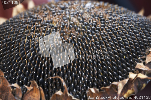 Image of sunflower seeds on