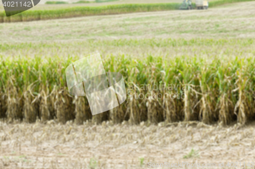 Image of collection corn crop, close-up