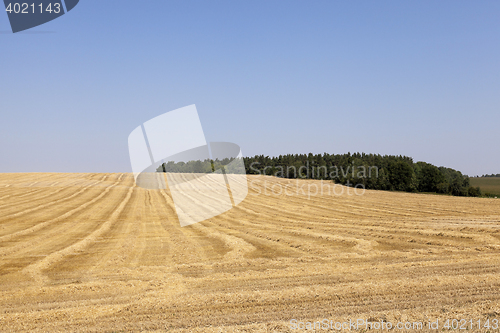 Image of agricultural field with cereal