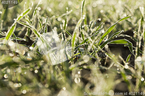 Image of young grass plants, close-up