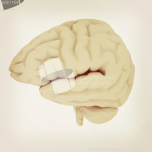 Image of Human brain. 3D illustration. Vintage style.
