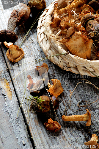Image of Arrangement of Dried Mushrooms