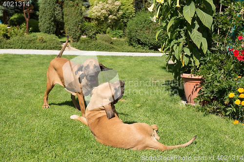 Image of two female of Fila Brasileiro (Brazilian Mastiff)