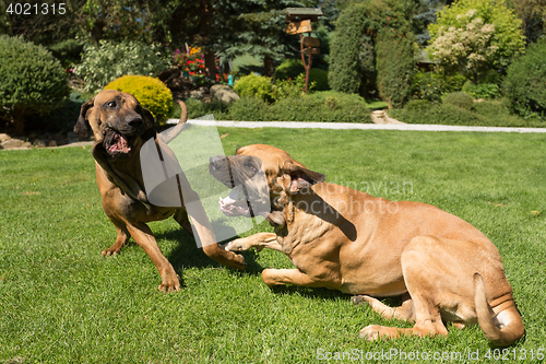 Image of two female of Fila Brasileiro (Brazilian Mastiff)