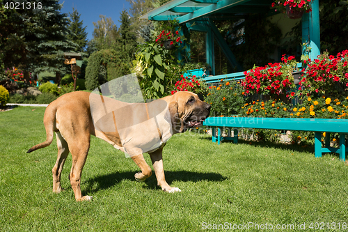 Image of female of Fila Brasileiro (Brazilian Mastiff)