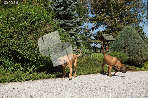 Image of two female of Fila Brasileiro (Brazilian Mastiff)