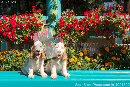 Image of purebred English Cocker Spaniel with puppy