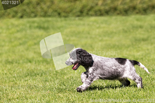 Image of English Cocker Spaniel puppy