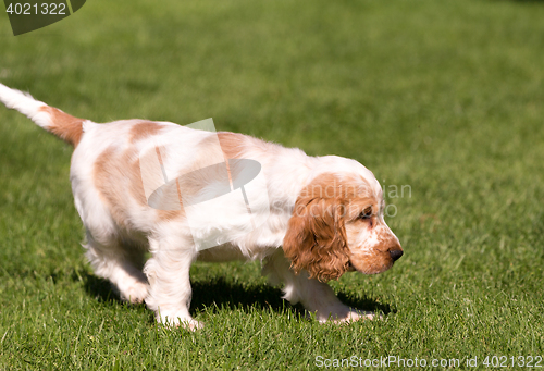 Image of English Cocker Spaniel puppy