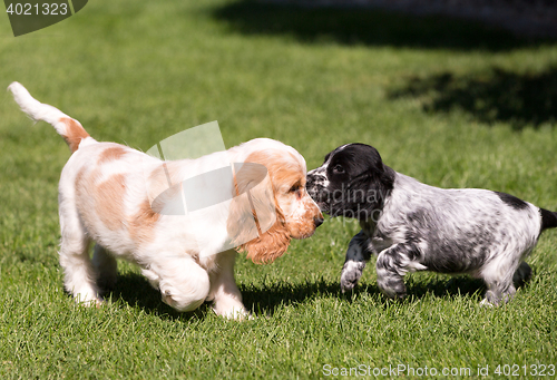 Image of English Cocker Spaniel puppy