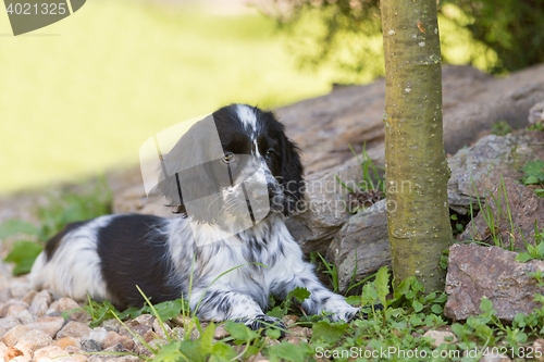 Image of English Cocker Spaniel puppy