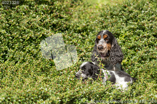 Image of outdoor portrait of english cocker spaniel