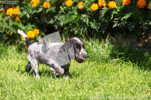 Image of English Cocker Spaniel puppy