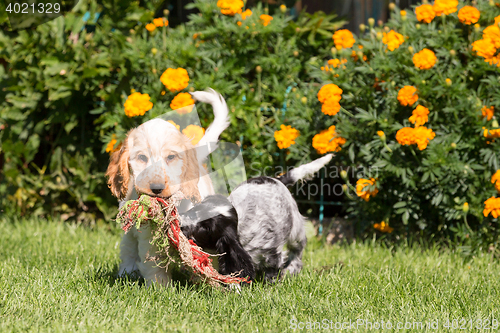 Image of English Cocker Spaniel puppy