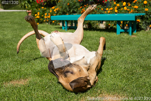 Image of female of Fila Brasileiro (Brazilian Mastiff)